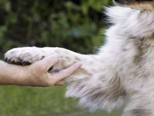 AGILA Hundehaftpflichtversicherung