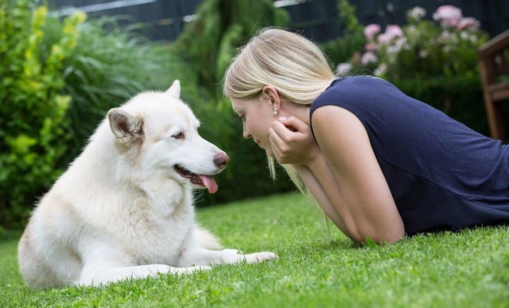 AGILA Hundeversicherungen