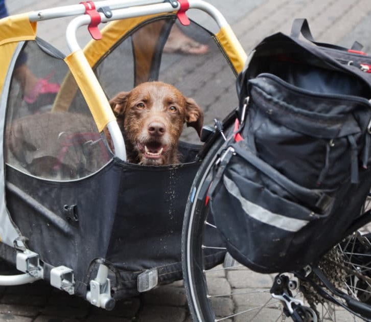 Fahrradfahren mit Hund