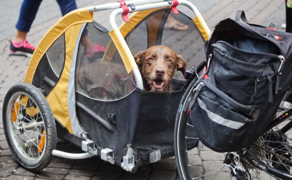 Hundefahrradanhänger kaufen