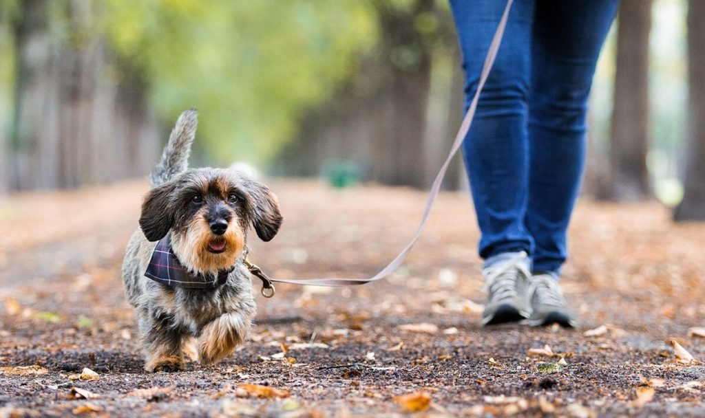 Versicherungen für Hunde von AGILA