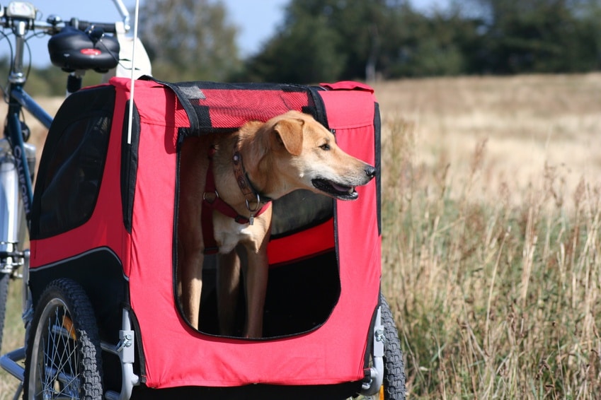 Hund Fahrradanhänger Hundeanhänger Anhänger Hundetransporter