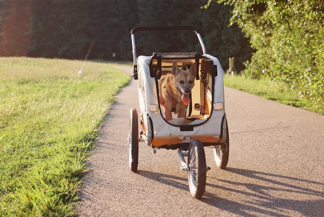 Hund in Fahrradanhänger